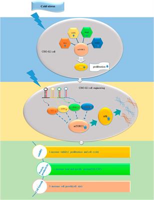 Enhancing productivity of Chinese hamster ovary (CHO) cells: synergistic strategies combining low-temperature culture and mTORC1 signaling engineering